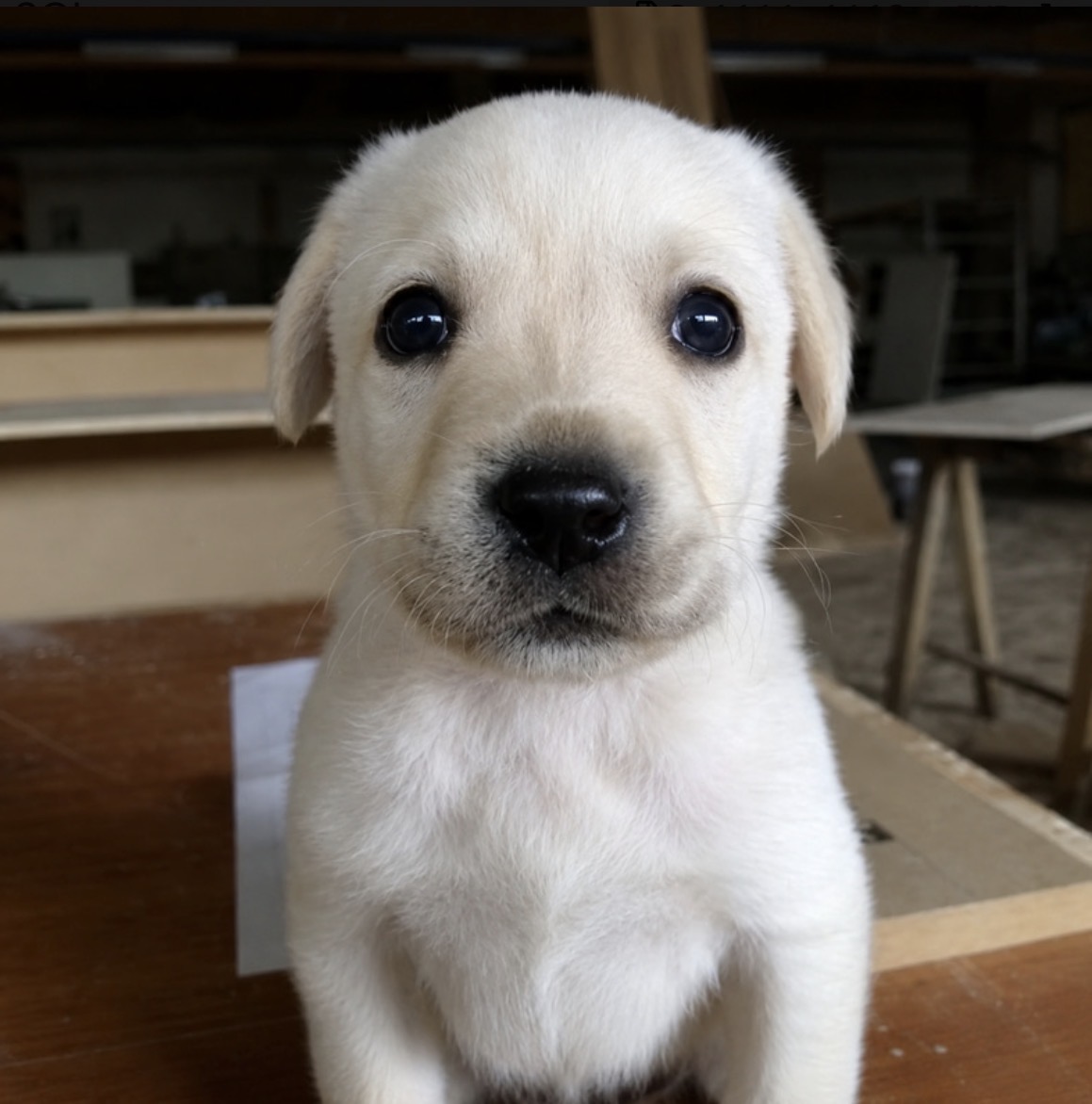 White Labrador puppy sitting on a wooden workshop table